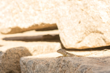 lizard close up