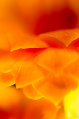 Fototapeta na wymiar Petals of an orange flower as a background
