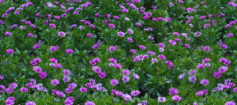 Fototapeta Purple flower in spring meadow - soft and selective focus on purple flowers