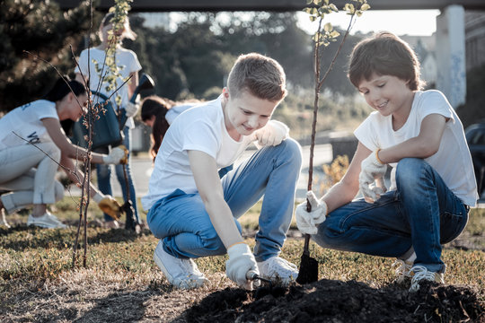 Young tree. Delighted cute boy holding a tree and planting it while working together with his friend