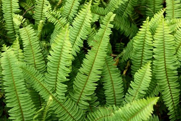 Green fern leaves