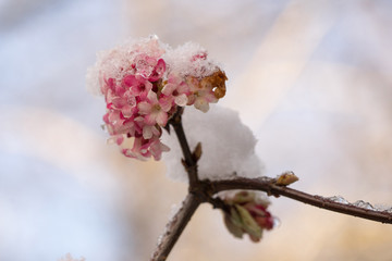 Blossoms of a Viburnum shrub covered by snow