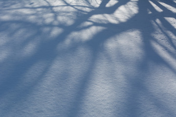 Shade of tree silhouette on a snow