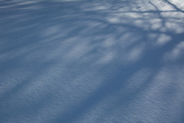 Shade of tree silhouette on a snow