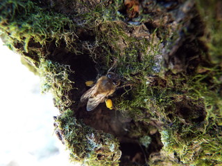 ミツバチ bee