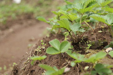 strawberry plants in the fields.