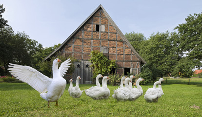 Gänse auf dem Bauernhof © artfocus