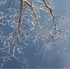 branches of trees covered with snow flakes on the background of clear blue sky