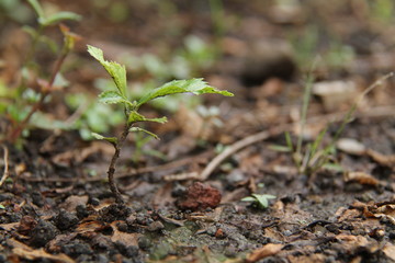 green plants, in the garden