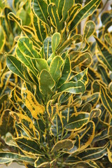 green plants, in the garden