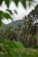 Palms in the jungle