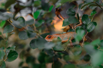 lizard on the branch in the jungle