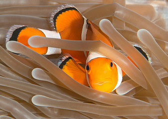 Ocellaris clownfish ( Aphiprion ocellaris ) or false clown anemonefish  shelters itself among the...