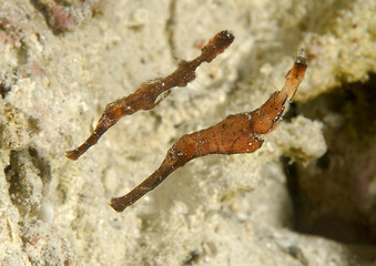 Two Robust ghost pipefish, Solenostomus cyanopterus swim over corals of Bali
