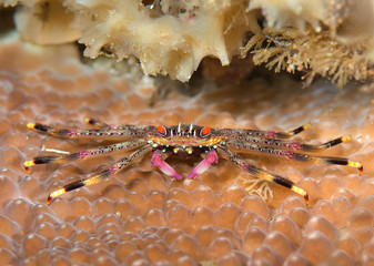 Flat rock crab ( Percnon planissimum ) resting on coral reef of Bali, Indonesia