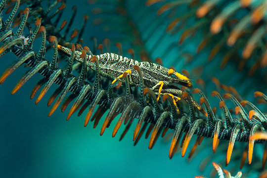 Crinoid Bilder Durchsuchen 3,164 Archivfotos, und