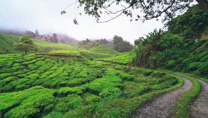 Tea plantation in early morning.