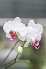 Fototapeta na wymiar White Phalaenopsis orchid from Ukraine orchids grow well in a long time in Ukraine