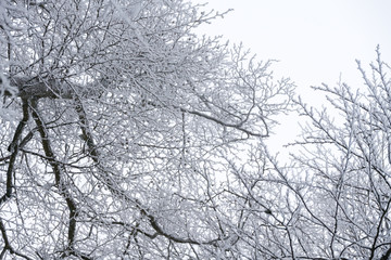 Fototapeta na wymiar Winterlandschaft mit Bäumen und Ästen überzogen mit Raureif