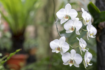 White flowering orchid in natural conditions