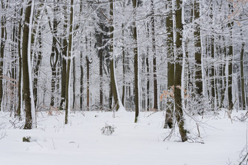 Winterwald