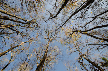 Bottom view of tall old trees in winter forest Blue sky in background. Azerbaijan