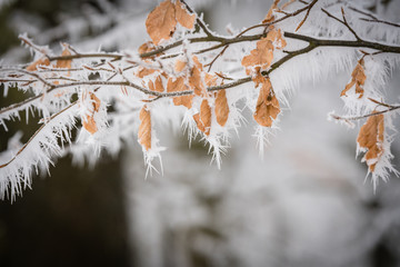 Winterwald