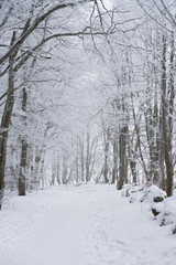 Winterlicher Waldwanderweg