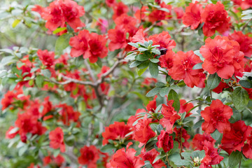 Big red azalea bush in the garden. Season of flowering azaleas.