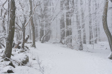 Winterlicher Waldwanderweg