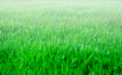 The morning fog falls at the front yard, Design for the background