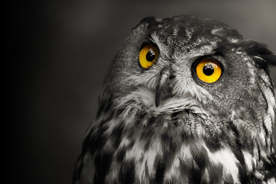 Art, black and white portrait owl with shine´s - bubo bubo.
