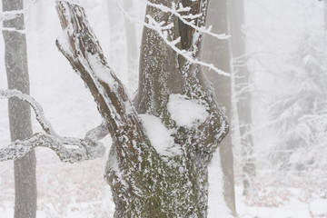 Winterwald