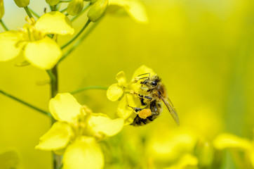 closeup bee yellow oilseed with bokeh