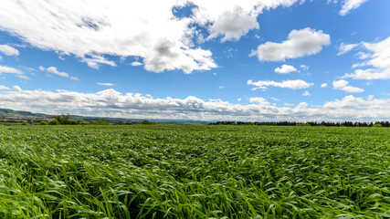 horizon meadow field green sky clouds