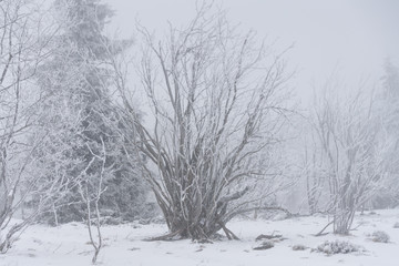 Winterlandschaft mit Bäumen und Ästen überzogen mit Raureif