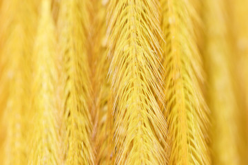 Background of group gold Feather Pennisetum, Mission grass