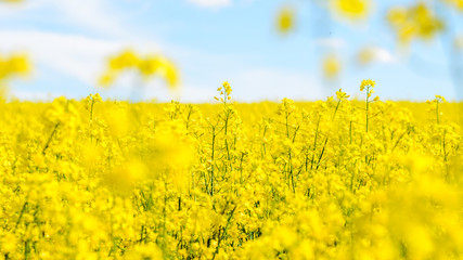 Fototapeta premium oilseed with blue sky in the background