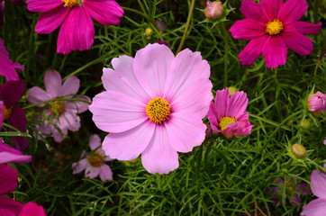 cosmos in the garden