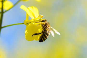 bee at oilseed macro closeup bokeh
