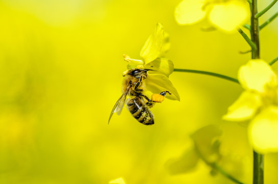 bee closeup in yellow oilseed with bokeh