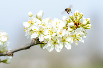Springtime cherry blossom white