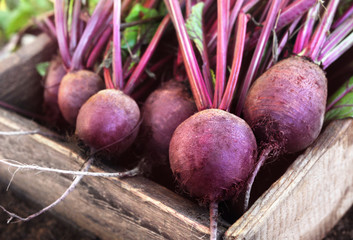 Fresh harvested beetroots in wooden crate, pile of homegrown organic beets with leaves on soil...
