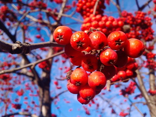 Fototapeta na wymiar a bunch of red mountain ash on a clear frosty day against a blue sky