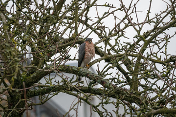 Falke im Baum