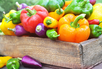 Colorful fresh harvested bell peppers, pile of homegrown organic vegetables, selective focus