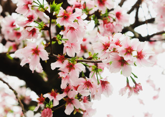 Group Fresh Blossom pink sakura Background