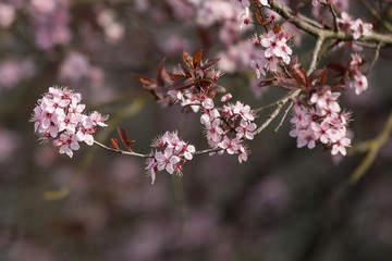 Peach Tree Blossom Early in Spring