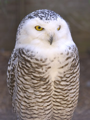 Closeup snowy owl (Bubo scandiacus)