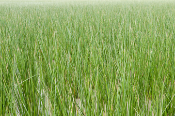 ビーグ（イ草）畑